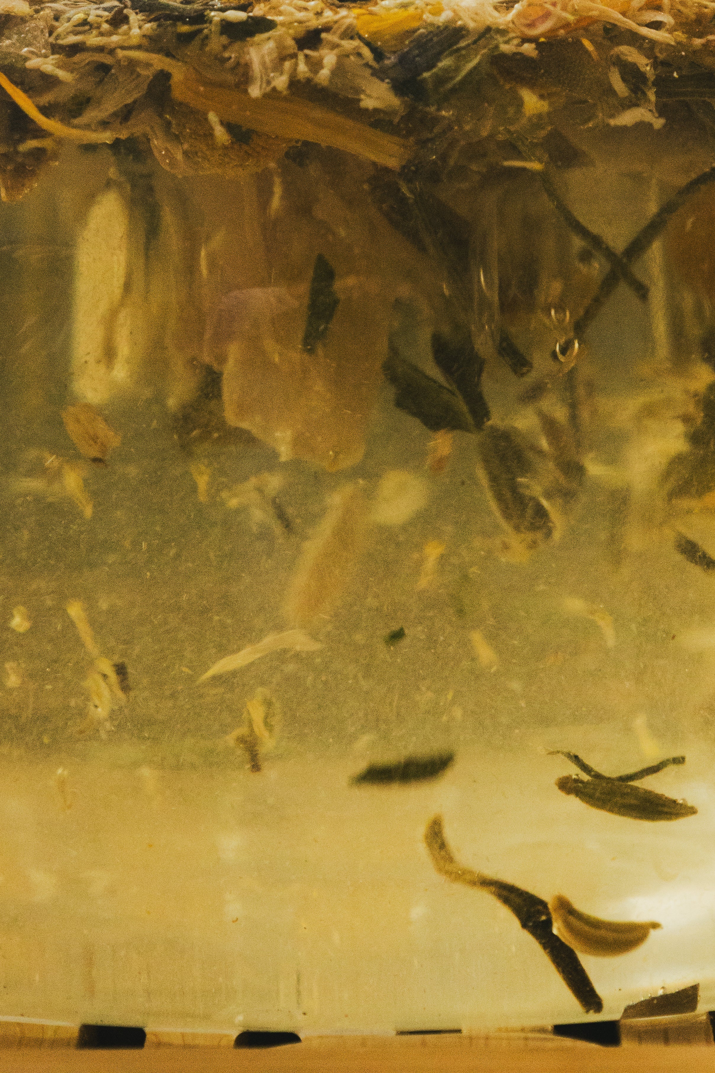 Infusiones Botánicas